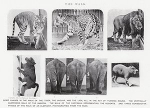 Eadweard Muybridge: The Walk (صورة b / w) بواسطة ايدويرد مويبريدج