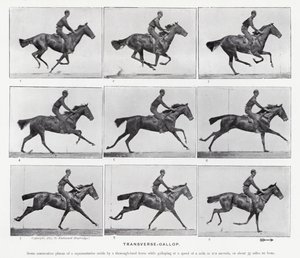 Eadweard Muybridge: Transverse-Gallop (b/w photo) بواسطة ايدويرد مويبريدج