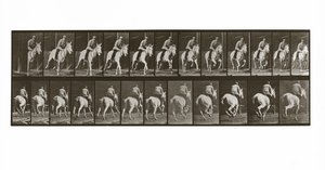 حصان راكض مع راكب ، لوحة 635 من تحريك الحيوانات ، 1887 بواسطة ايدويرد مويبريدج