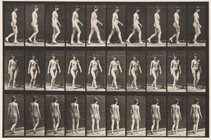 اللوحة 16. المشي ، 1872-1885 بواسطة ايدويرد مويبريدج
