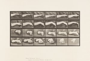 اللوحة 532.حركة اليد ؛ رسم دائرة ، 1885 بواسطة ايدويرد مويبريدج