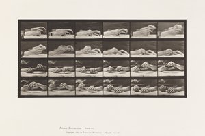 Plate 536. Movement of the Hand; Hands Changing Pencil بواسطة ايدويرد مويبريدج