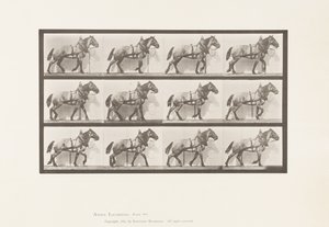 اللوحة 567.Hauling ؛ الحصان البلجيكي الرمادي الداكن بيلي ، 1885 بواسطة ايدويرد مويبريدج
