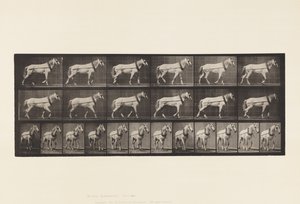 اللوحة 571.Hauling ؛ رمادي فاتح ماري جونسون ، 1885 بواسطة ايدويرد مويبريدج