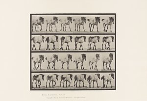 صحن 575. المشي ؛ مجانا؛ الحصان البلجيكي الرمادي الداكن هانسيل ، 1885 بواسطة ايدويرد مويبريدج