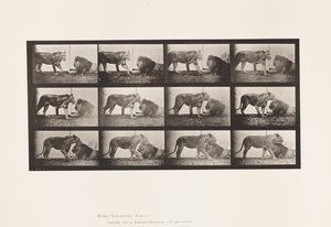 Plate 727. Lioness; Walking; Lion; Lying Down بواسطة ايدويرد مويبريدج