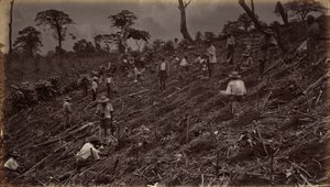 إنشاء مزرعة قهوة في أنتيغوا دي غواتيمالا، 1875، نُشرت عام 1877 (صورة فوتوغرافية) بواسطة ايدويرد مويبريدج