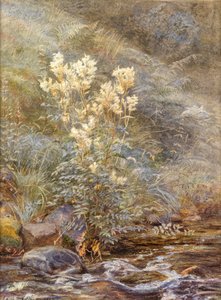 حلو المروج بجانب Burn ، Invernesshire ، حوالي عام 1883 (ألوان مائية مزينة بالأبيض) بواسطة إديث مارتينو