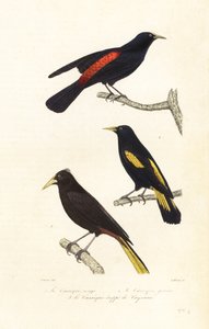 أنواع Cacique و oropendola المتوج. بواسطة Edouard (بعد) Travies