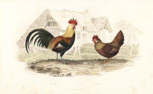 الديك والدجاجة ، Phasianus gallus. بواسطة Edouard (بعد) Travies