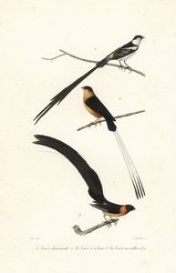 طيور Whydah. بواسطة Edouard (بعد) Travies