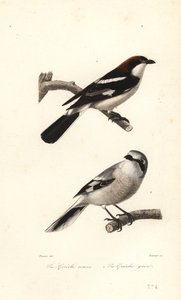 صرخة ودشات وصرخة رمادية عظيمة. بواسطة Edouard (بعد) Travies