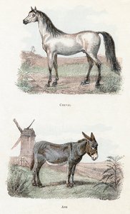الحصان والحمير- "الأبجدية توضح الحيوانات" القرن التاسع عشر (نقش) بواسطة إدوارد ترافيس