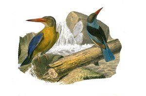 مجلس التاريخ الطبيعي: لوح علم الحيوان يمثل سينداكتيل passerines (وجود إصبعين أو أكثر من أصابع الصودا معًا). الرفراف ذو المنقار الكبير والرأس الرمادي. لوحة مأخوذة من المجلدات التسعة عن الطيور في "" الأعمال الكاملة لبوفون "" التي كتبها عا بواسطة إدوارد ترافيس