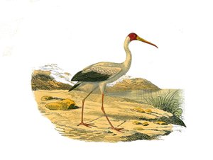 لوحة التاريخ الطبيعي: لوحة علم الحيوان تمثل الكراسي الطويلة (ذات الفواتير الطويلة والهزيلة): أبو منجل الأبيض. لوحة مأخوذة من المجلدات التسعة عن الطيور في "" الأعمال الكاملة لبوفون "" كتبها عالم الطبيعة جورج لويس لوكلير ، كونت أوف. بواسطة إدوارد ترافيس