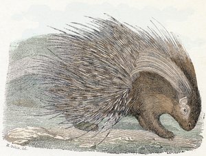 ملحمة لحم الخنزير (porc-epic) - "الأبجدية توضح الحيوانات" القرن التاسع عشر (نقش)