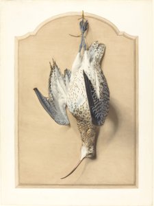 Trompe lOeil: Curlew Hanging from Nail بواسطة إدوارد ترافيس
