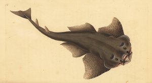 Angelshark ، سكواتينا سكواتينا. مهددة بالانقراض. (القرش الملاك ، Squallus squatinus). لوح نحاسي ملون يدويًا رسمه ونقشه إدوارد دونوفان من كتابه "التاريخ الطبيعي للأسماك البريطانية" ، دونوفان وإف سي و ج.