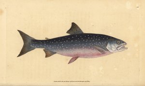 شار القطب الشمالي ، Salvelinus alpinus alpinus (سلمون جبال الألب ، Salmo alpinus). لوح نحاسي ملون يدويًا رسمه ونقشه إدوارد دونوفان من كتابه "التاريخ الطبيعي للأسماك البريطانية" ، دونوفان وإف سي وجيه. ريفينغتون ، لندن بواسطة إدوارد دونوفان