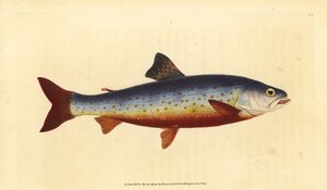 القطب الشمالي شار ، Salvelinus alpinus alpinus (Salvelian Charr ، Salmo salvelinus). لوح نحاسي ملون يدويًا رسمه ونقشه إدوارد دونوفان من كتابه "التاريخ الطبيعي للأسماك البريطانية" ، دونوفان وإف سي و ج.