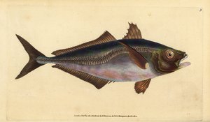 الماكريل الحصان الأطلسي ، Trachurus trachurus (Scad ، Scomber trachurus). لوح نحاسي ملون يدويًا رسمه ونقشه إدوارد دونوفان من كتابه "التاريخ الطبيعي للأسماك البريطانية" ، دونوفان وإف سي و ج. بواسطة إدوارد دونوفان