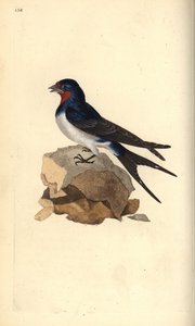 ابتلاع الحظيرة ، هيروندو روستيكا. لوح نحاسي ملون يدويًا رسمه ونقشه إدوارد دونوفان من كتابه "التاريخ الطبيعي للطيور البريطانية" ، لندن بواسطة إدوارد دونوفان