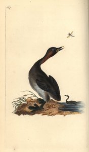 أسود الذقن grebe ، Podiceps hebridicus. (Little grebe ، Tachybaptus ruficollis؟) لوحة نحاسية ملونة يدويًا رسمها ونقشها إدوارد دونوفان من كتابه "التاريخ الطبيعي للطيور البريطانية" ، لندن بواسطة إدوارد دونوفان