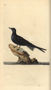 الخرشنة السوداء ، النيجر Chlidonias. لوح نحاسي ملون يدويًا رسمه ونقشه إدوارد دونوفان من كتابه "التاريخ الطبيعي للطيور البريطانية" ، لندن