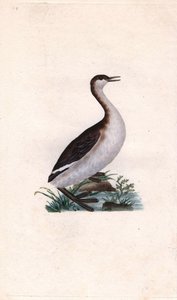 Castagny grebe. Tachybaptus ruficollis (Podiceps nigricans). نقش على النحاس بواسطة إدوارد دونوفان (1768-1837) ، نُشر في التاريخ الطبيعي للطيور البريطانية ، لندن بواسطة إدوارد دونوفان