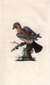 تشينيس جاي. Garrulus glandarius (كورفوس غلانداريوس). نقش على النحاس بواسطة إدوارد دونوفان (1768-1837) ، نُشر في التاريخ الطبيعي للطيور البريطانية ، لندن بواسطة إدوارد دونوفان