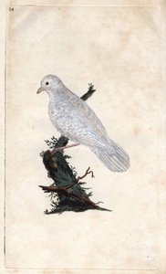 تشينيس جاي. Garrulus glandarius. نقش على النحاس بواسطة إدوارد دونوفان (1768-1837) ، نُشر في التاريخ الطبيعي للطيور البريطانية ، لندن بواسطة إدوارد دونوفان