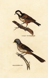 حلمة الفحم ، باروس أتر ، والقصيرة الملتحية ، Panurus biarmicus بواسطة إدوارد دونوفان
