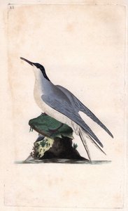 الخرشنة المشتركة. ستيرنا هيروندو. نقش على النحاس بواسطة إدوارد دونوفان (1768-1837) ، نُشر في التاريخ الطبيعي للطيور البريطانية ، لندن بواسطة إدوارد دونوفان