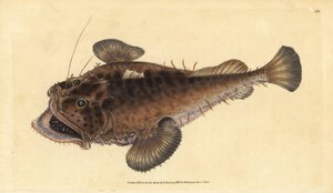 سمكة الصياد المشتركة Lophius piscatorius. لوح نحاسي ملون يدويًا رسمه ونقشه إدوارد دونوفان من كتابه "التاريخ الطبيعي للأسماك البريطانية" ، دونوفان وإف سي وجيه. ريفينغتون ، لندن