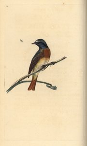 النقطة الحمراء المشتركة Phoenicurus phoenicurus. لوح نحاسي ملون يدويًا رسمه ونقشه إدوارد دونوفان من كتابه "التاريخ الطبيعي للطيور البريطانية" ، لندن بواسطة إدوارد دونوفان