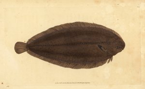 نعل مشترك أو نعل دوفر ، Solea solea (Pleuronectes solea). لوح نحاسي ملون يدويًا رسمه ونقشه إدوارد دونوفان من كتابه "التاريخ الطبيعي للأسماك البريطانية" ، دونوفان وإف سي و ج. بواسطة إدوارد دونوفان
