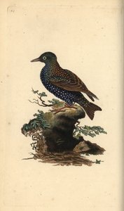 الزرزور الشائع ، Sturnus vulgaris. لوح نحاسي ملون يدويًا رسمه ونقشه إدوارد دونوفان من كتابه "التاريخ الطبيعي للطيور البريطانية" ، لندن بواسطة إدوارد دونوفان