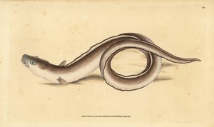Conger eel، Muraena conger. لوح نحاسي ملون يدويًا رسمه ونقشه إدوارد دونوفان من كتابه "التاريخ الطبيعي للأسماك البريطانية" ، دونوفان وإف سي و ج. بواسطة إدوارد دونوفان