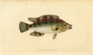 Corkwing wrasse ، Symphodus melops (Goldfinny ، Labrus cornubius). لوح نحاسي ملون يدويًا رسمه ونقشه إدوارد دونوفان من كتابه "التاريخ الطبيعي للأسماك البريطانية" ، دونوفان وإف سي وجيه. ريفينغتون ، لندن بواسطة إدوارد دونوفان