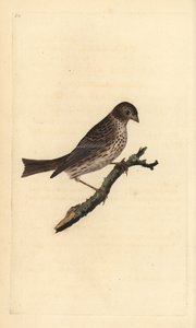 درسة الذرة ، Miliaria calandra. لوح نحاسي ملون يدويًا رسمه ونقشه إدوارد دونوفان من كتابه "التاريخ الطبيعي للطيور البريطانية" ، لندن بواسطة إدوارد دونوفان