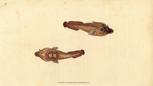 مصاصة كورنيش ، Lepadogaster purpurea (مصاصة Ocellated ، Cyclopterus ocellatus). لوح نحاسي ملون يدويًا رسمه ونقشه إدوارد دونوفان من كتابه "التاريخ الطبيعي للأسماك البريطانية" ، دونوفان وإف سي و ج. بواسطة إدوارد دونوفان