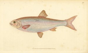 داس ، Leuciscus leuciscus (Cyprinus leuciscus). لوح نحاسي ملون يدويًا رسمه ونقشه إدوارد دونوفان من كتابه "التاريخ الطبيعي للأسماك البريطانية" ، دونوفان وإف سي و ج. بواسطة إدوارد دونوفان