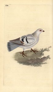 حمامة منزلية ، Columba livia domestica. لوح نحاسي ملون يدويًا رسمه ونقشه إدوارد دونوفان من كتابه "التاريخ الطبيعي للطيور البريطانية" ، لندن بواسطة إدوارد دونوفان