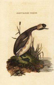 grebe ذو أذنين أو grebe مقرن ، بالغ ، Podiceps auritus بواسطة إدوارد دونوفان