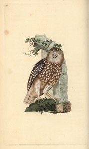 البومة الأوراسية ، Glaucidium passerinum. لوح نحاسي ملون يدويًا رسمه ونقشه إدوارد دونوفان من كتابه "التاريخ الطبيعي للطيور البريطانية" ، لندن بواسطة إدوارد دونوفان