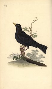 الشحرور الأوراسي ، Turdus merula. لوح نحاسي ملون يدويًا رسمه ونقشه إدوارد دونوفان من كتابه "التاريخ الطبيعي للطيور البريطانية" ، لندن بواسطة إدوارد دونوفان