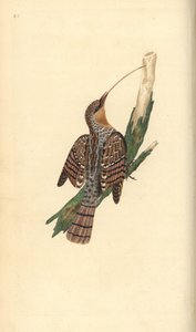 wryneck الأوراسي ، جينكس توركويلا. لوح نحاسي ملون يدويًا رسمه ونقشه إدوارد دونوفان من كتابه "التاريخ الطبيعي للطيور البريطانية" ، لندن بواسطة إدوارد دونوفان