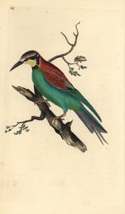 آكل النحل الأوروبي ، Merops apiaster. لوح نحاسي ملون يدويًا رسمه ونقشه إدوارد دونوفان من كتابه "التاريخ الطبيعي للطيور البريطانية" (1794-1819). كان إدوارد دونوفان (1768-1837) عالم حيوانات وكاتبًا وفنانًا ونقاشًا أنجلو إيرلنديًا هاوٍ. هو بواسطة إدوارد دونوفان