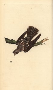 نايض أوروبي ، Caprimulgus europaeus. لوح نحاسي ملون يدويًا رسمه ونقشه إدوارد دونوفان من كتابه "التاريخ الطبيعي للطيور البريطانية" ، لندن بواسطة إدوارد دونوفان