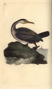 أشعث الأوروبي ، Phalacrocorax aristotelis. لوح نحاسي ملون يدويًا رسمه ونقشه إدوارد دونوفان من كتابه "التاريخ الطبيعي للطيور البريطانية" ، لندن